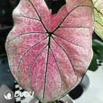 Caladium princess castle Seedling(100Pcs)
