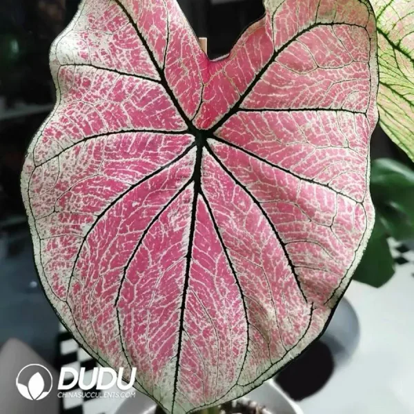 1756127885-1746758517-e201.webp Caladium princess castle Seedling(100Pcs) - Image 1