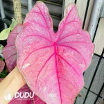 Caladium annie Seedling(100Pcs)