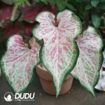 Caladium star point Seedling(100Pcs)
