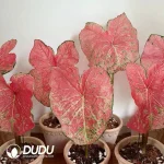 Caladium toe shoe Seedling(100Pcs)