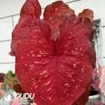 Caladium hot heart Seedling(100Pcs)