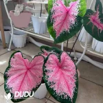 Caladium hearts A Seedling(100Pcs)