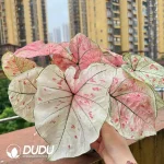 Caladium strawberry star Seedling(100Pcs)