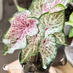 Caladium spiritual beautifulness Seedling(100Pcs)