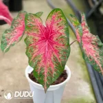 Caladium wild fire Seedling(100Pcs)