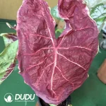 Caladium Moonlight raspberry Seedling(100Pcs)