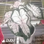 Caladium bicolor Pink splash Seedling(100Pcs)