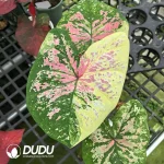 Caladium the moonstone Seedling(100Pcs)