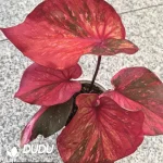 Caladium Thailand 240801 Seedling(100Pcs)