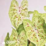 Caladium miss muffet Seedling(100Pcs)