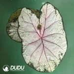 Caladium apple blosson Seedling(100Pcs)