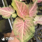Caladium pink jelly Seedling(100Pcs)