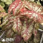 Caladium like smoke Seedling(100Pcs)