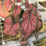 Caladium honey Seedling(100Pcs)