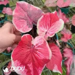 Caladium desert sunset Seedling(100Pcs)
