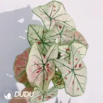 Caladium bicolor White strawberry Seedling(100Pcs)