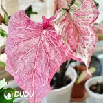 Caladium marbled beef Seedling(100Pcs)