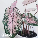 Caladium bicolor Pink splash Seedling(100Pcs)
