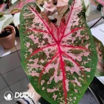 Caladium bicolor Caroline Seedling(100Pcs)