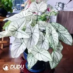 Caladium bicolor White Lovers Seedling(100Pcs)
