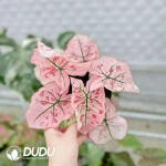 Caladium Strawbwrry Heart Seedling(100Pcs)