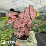 Caladium × hortulanum cv. Thai Beauty|iPlant Seedling(100Pcs)