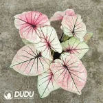 Caladium bicolor Enchanting Seedling(100Pcs)