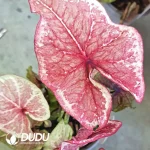 Caladium bicolorenchanting Seedling(100Pcs)