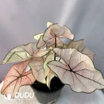 Caladium Pink Princess Seedling(100Pcs)