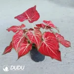 Caladium bicolor Scorching Heart Seedling(100Pcs)