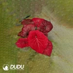 Caladium bicolor Searing Heart of Golden Veins Seedling(100Pcs)