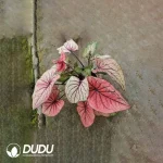 Caladium bicolor beautiful woman Seedling(100Pcs)