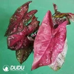 Black Knight Seedling(100Pcs)