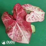 Milano Seedling(100Pcs)