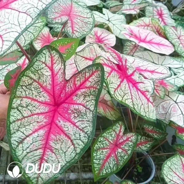 1756128003-1746758751-e201.webp Caladium bicolor Summer Breeze Seedling(100Pcs) - Image 1