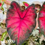 Caladium bicolor Flaming Hempel Seedling(100Pcs)