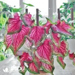 Caladium bicolor The Red Lips Queen Seedling(100Pcs)