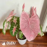 Caladium bicolor Powdercloud Seedling(100Pcs)
