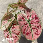 Caladium bicolor Bright red strawberry Seedling(100Pcs)