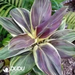 Cordyline fruticosa 'Chocolate Queen Seedling(100Pcs)