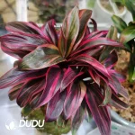 Cordyline Pink Champion Seedling(100Pcs)