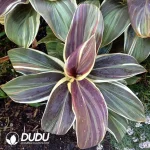 Cordyline fruticosa 'Chocolate Queen' Seedling(100Pcs)