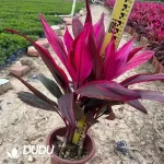 Cordyline fruticosa Cheval. 'Aichiaka'Seedling(100Pcs)