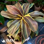 Cordyline fruticosa Cointreau Seedling(100Pcs)