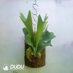 Platycerium bifurcatum (Cav.) C. Chr. Seedling(100Pcs)