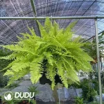 Tiger spot fern Seedling(100Pcs)