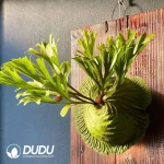 Platycerium ridleyi Seedling(100Pcs)