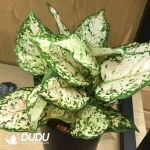 Aglaonema Lemon(100Pcs)