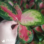 Aglaonema China Red Seedling(100Pcs)